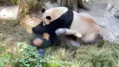 熊猫头狗仔爆料视频大全,视频大全背后的精彩瞬间